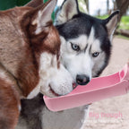 Portable Leak-Proof Dog Water Bottle & Foldable Travel Bowl